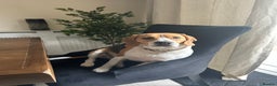 Beagle dogs for sale: 2 year old male beagle  - Advert 3