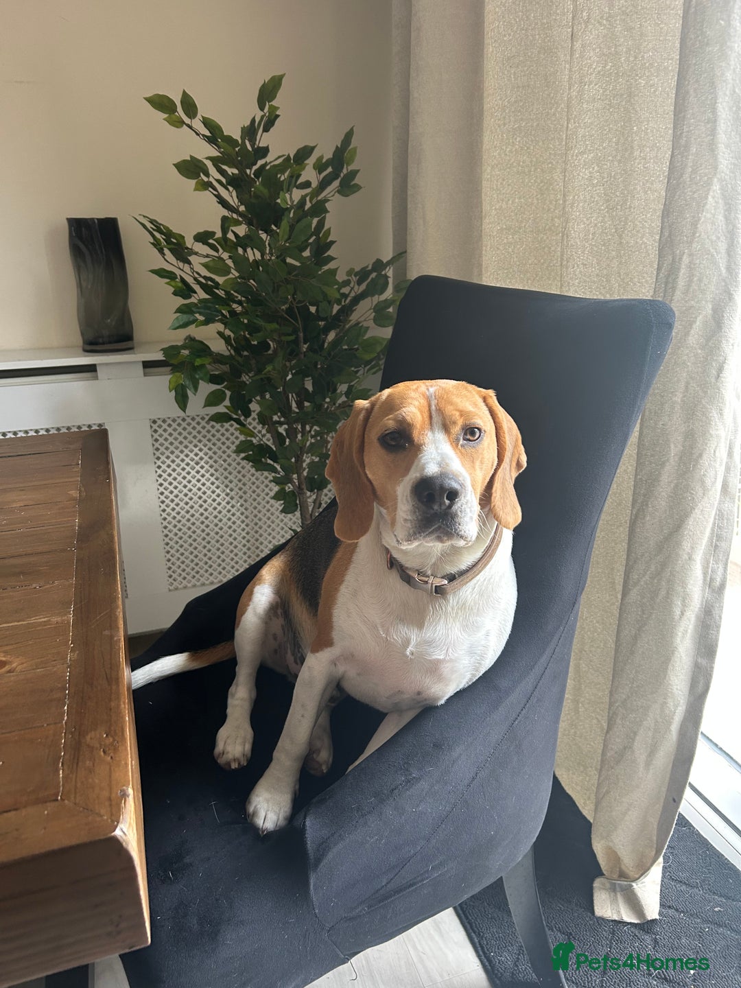 Beagle dogs for sale: 2 year old male beagle  - Advert 3