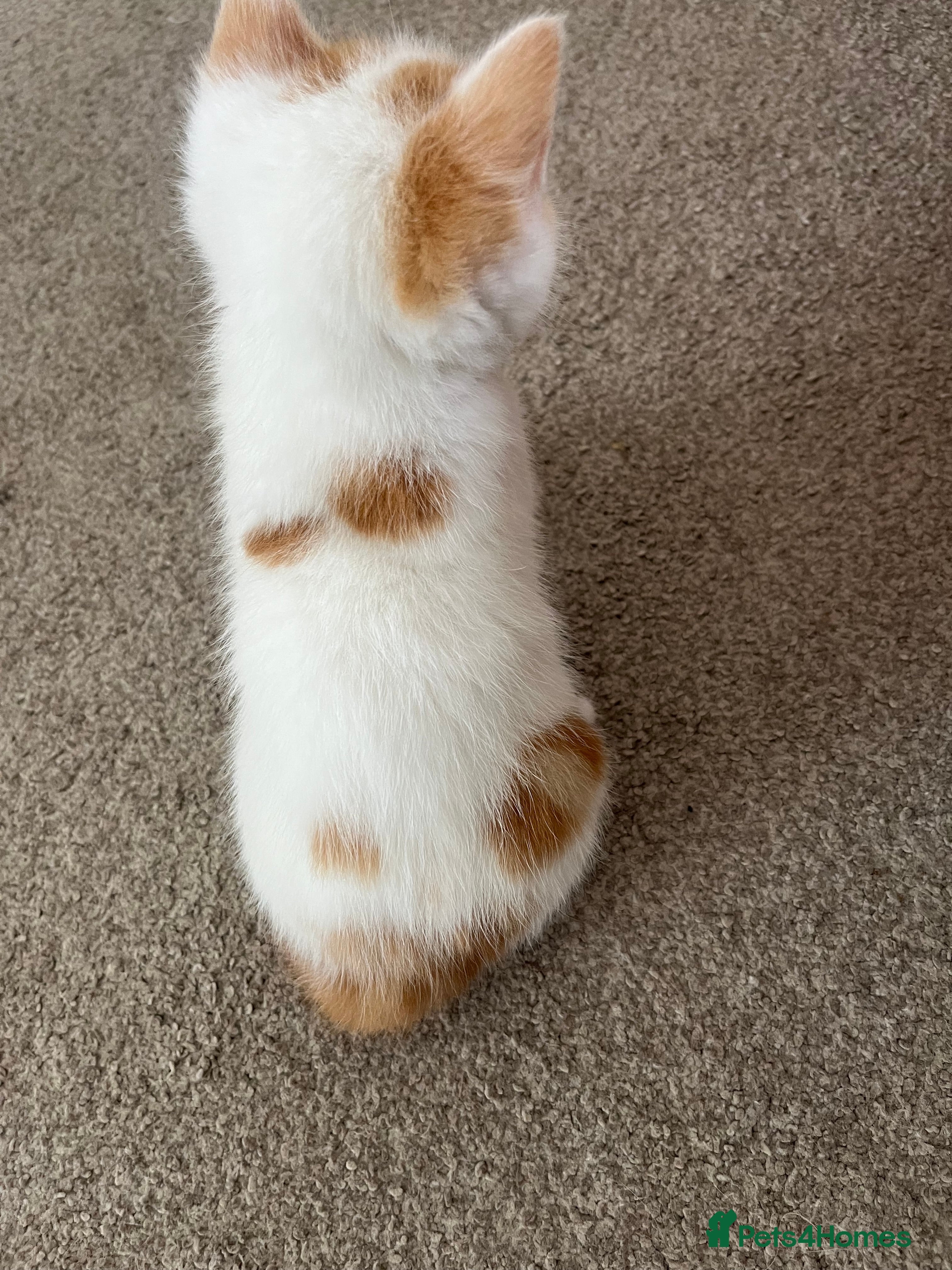 Mixed Breed cats for sale: 6 friendly and playful kittens - Advert 38