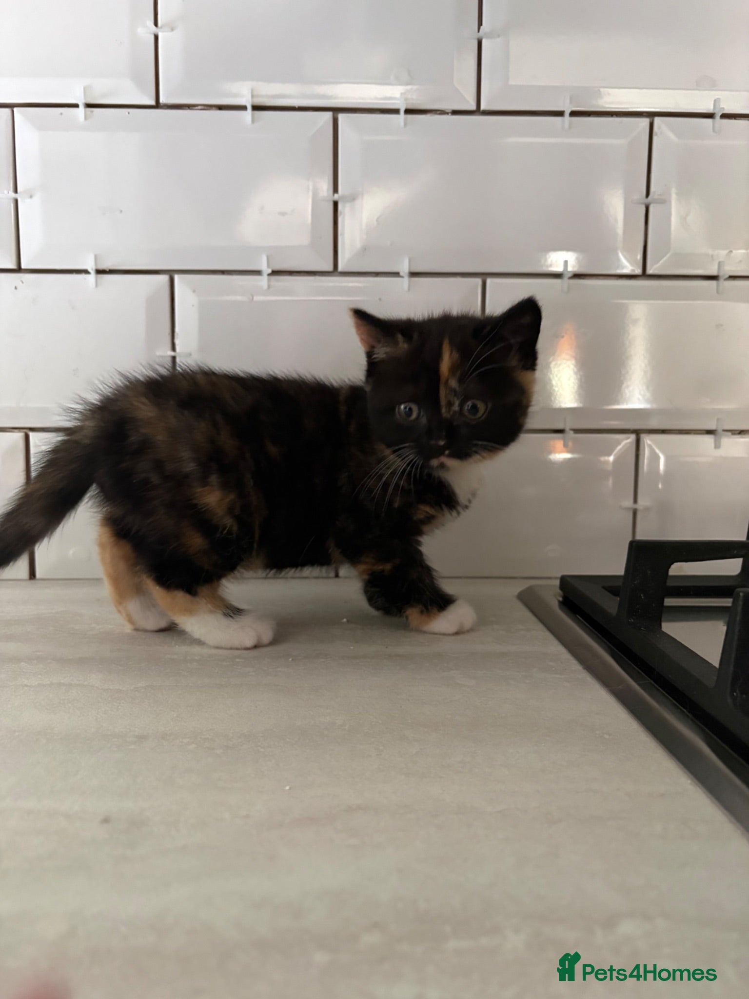 British Shorthair cats READY TO GO 6TH - BSH x Scottish Straight Kittens - Advert 5