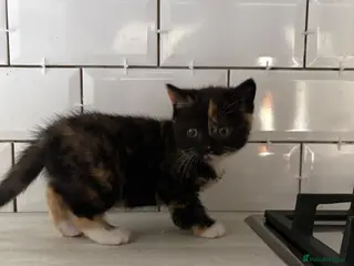 British Shorthair cats READY TO GO - BSH x Scottish Straight Kittens - Advert 1