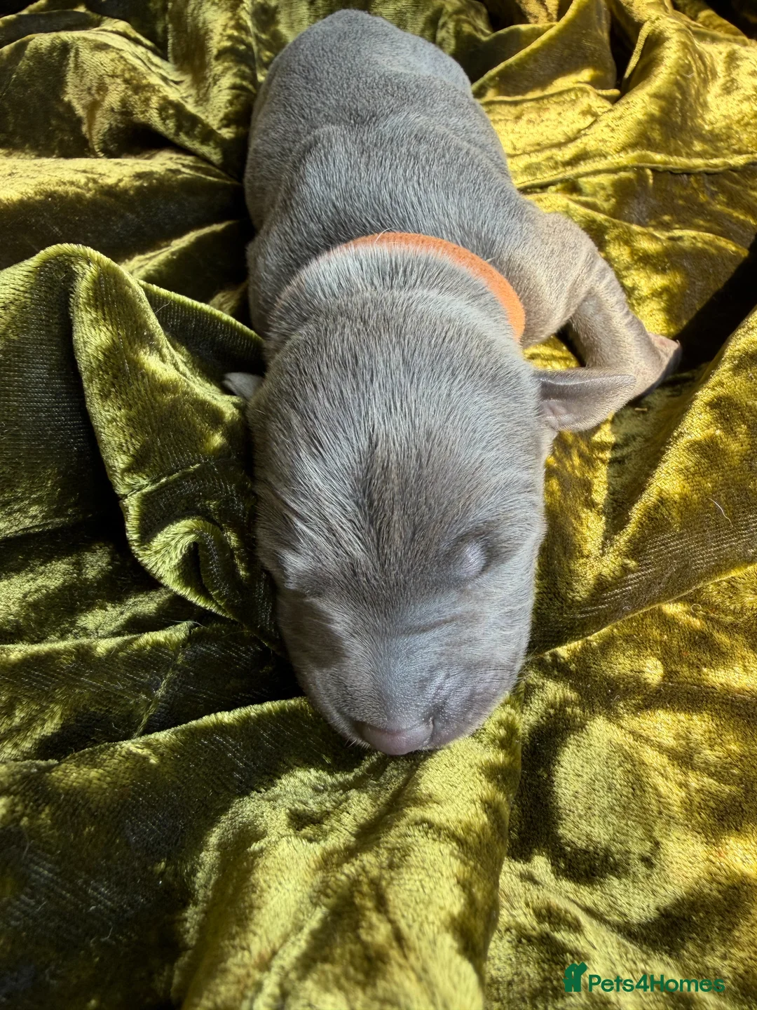 Mixed Breed dogs for sale: Italian Greyhound x Whippet puppys - Advert 2