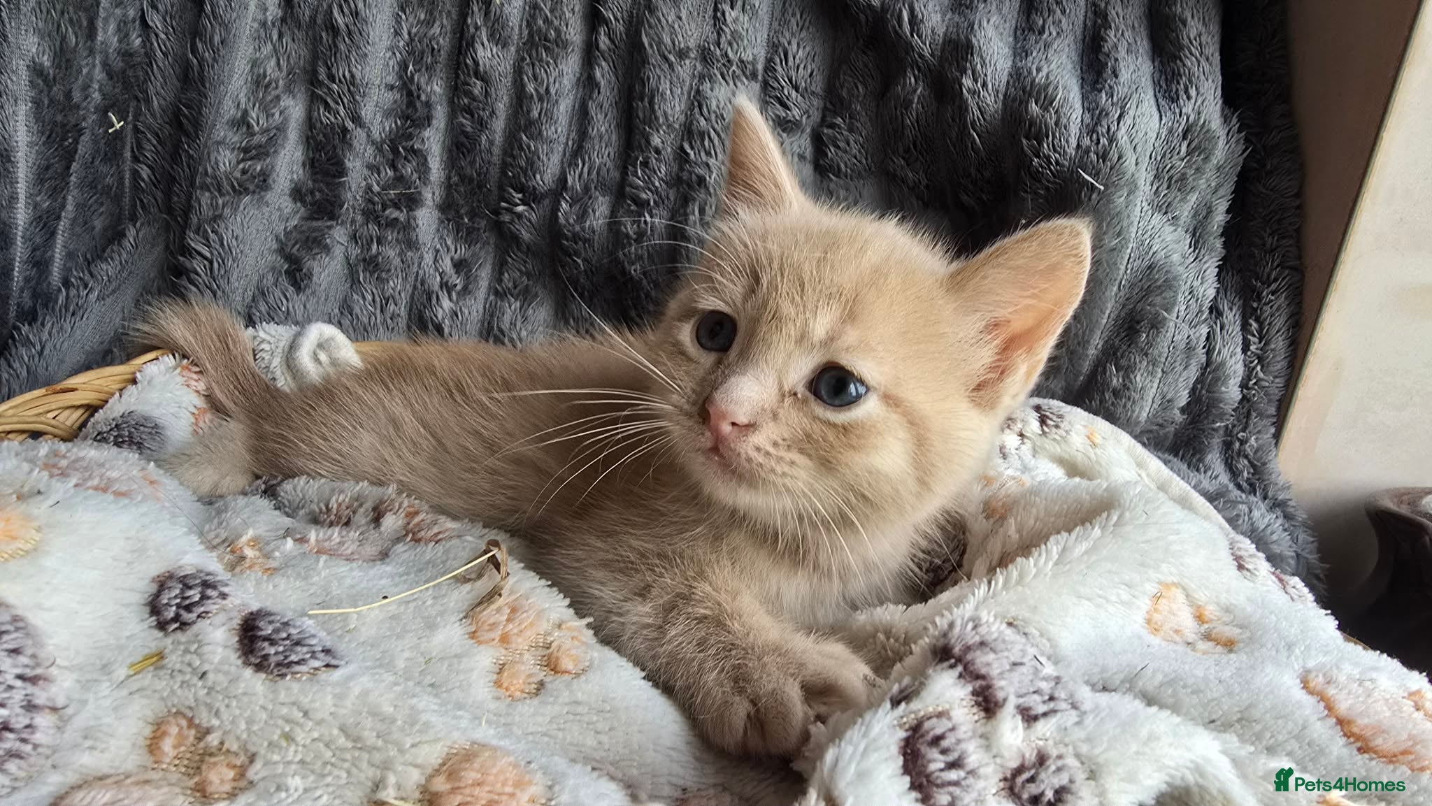 Mixed Breed cats for sale: Gorgeous ragdoll cross kittens  - Advert 4