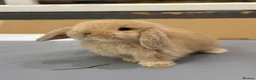 Mini Lop rabbits for sale: 3 pure bred mini lops - Advert 25