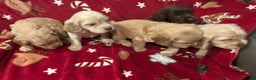 Cocker Spaniel dogs for sale: Cockerspaniel puppys Ready now!!! - Advert 20