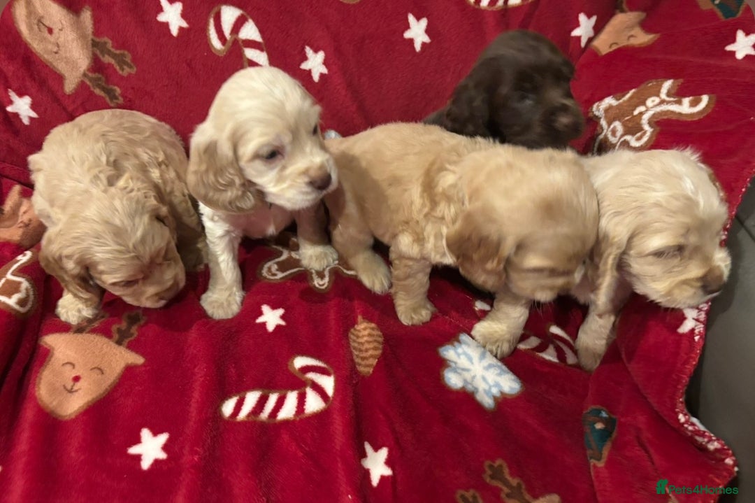 Cocker Spaniel dogs for sale: Cockerspaniel puppys Ready now!!! - Advert 20