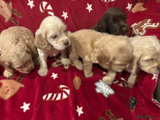 Cocker Spaniel dogs cockerspaniel puppy ready 2 weeks - Advert 11