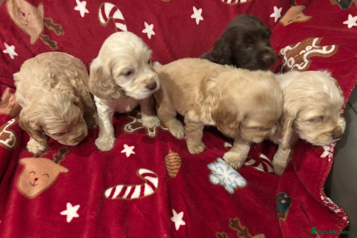 Cocker Spaniel dogs cockerspaniel puppy ready 2 weeks - Advert 6