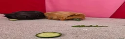 Guinea Pig rodents for sale: Two guinea pigs looking for a loving home! in Basildon - Advert 5