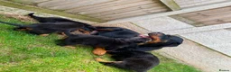 Rottweiler dogs for sale: KC Registered Rottweiler Puppies 4 Beautiful Males in Gainsborough - Advert 6