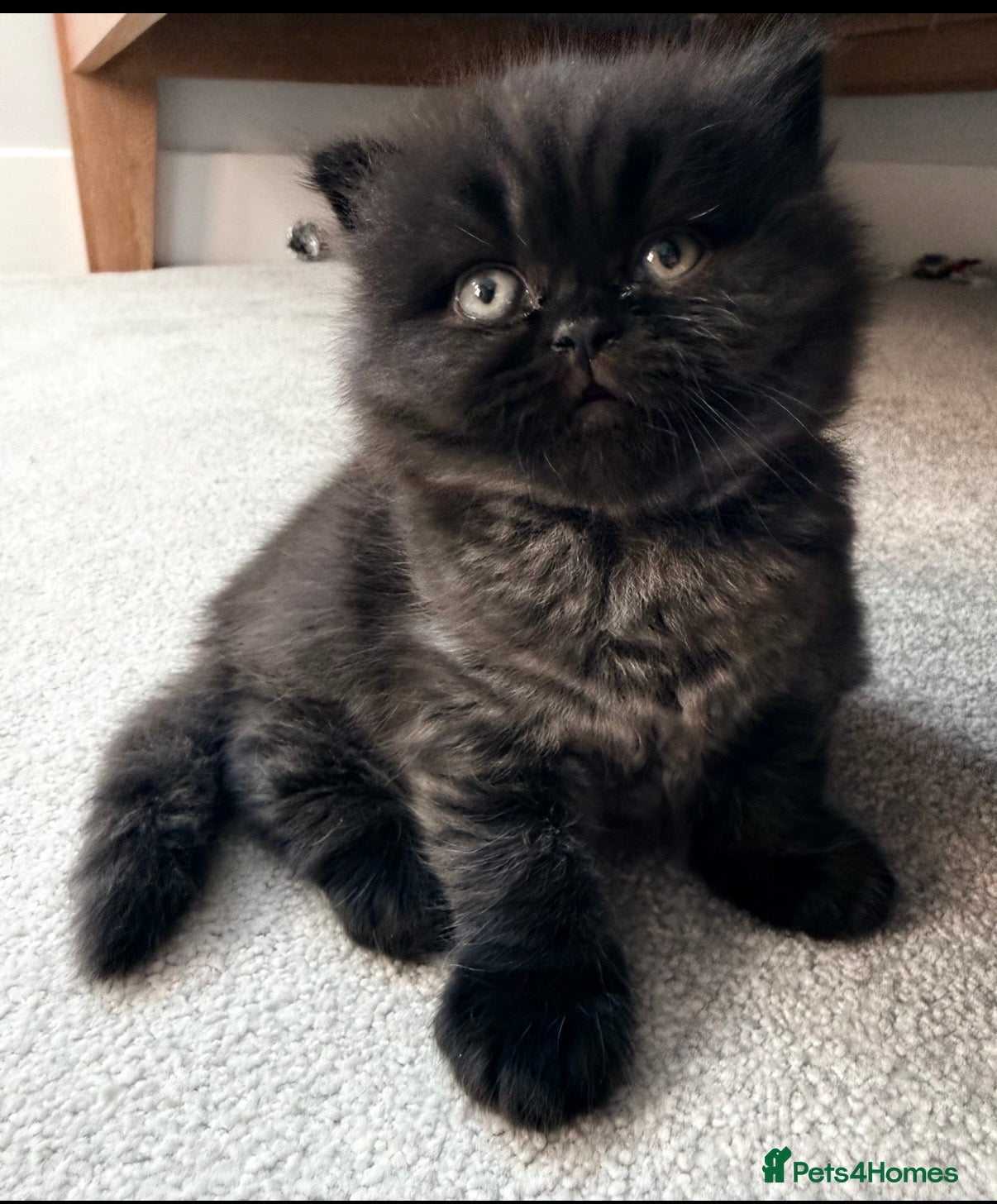 British Longhair cats 💕Stunning GCCF Registered female 💕 - Advert 1