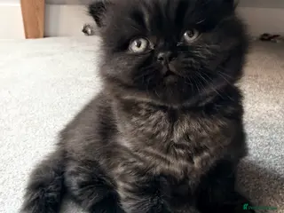 British Longhair cats 💕Stunning GCCF Registered female 💕 - Advert 8
