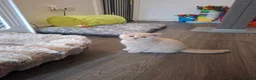 British Shorthair cats for sale: BEAUTIFUL BRITISH SHORTHAIR KITTENS - Advert 4