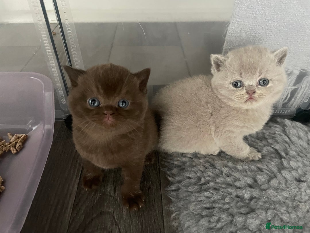 British Shorthair cats for sale: 🔥 BRITISH SHORTHAIR KITTENS BLUE BLACK LILAC CHOC - Image 15