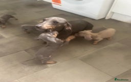Dachshund dogs for sale: Daschund puppies  - Image 6