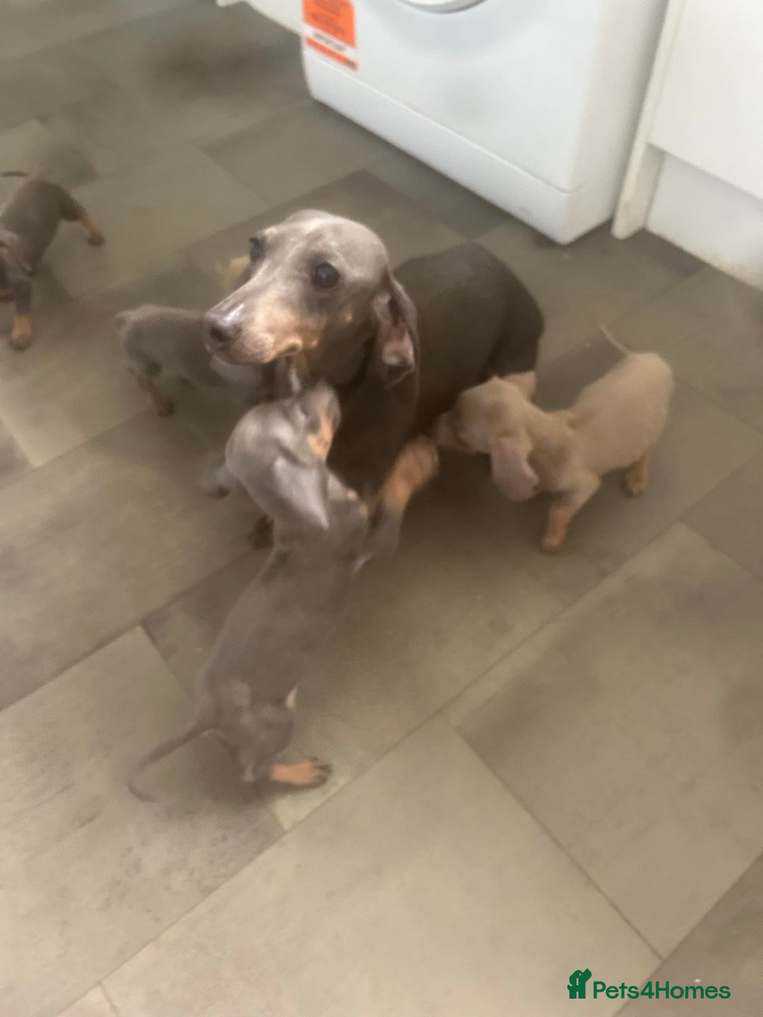 Dachshund dogs for sale: Daschund puppies  - Image 6