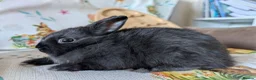 Netherland Dwarf rabbits for sale: Netherland dwarf rabbits - Advert 4