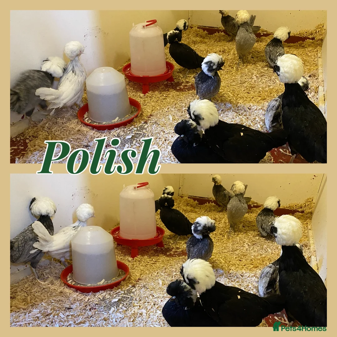 Chickens poultry for sale: Female bantams- Silkies, Polish, Pekins and Booted - Advert 5