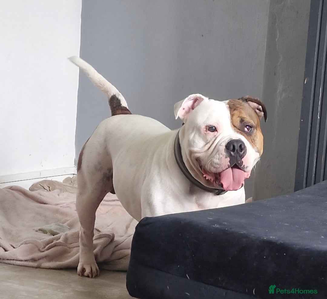 Mixed Breed dogs for sale: Puppies  - Image 9
