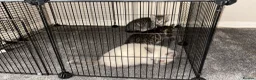 Bengal cats for sale: 2 Bengal Mix Kittens. White Female - Grey male  - Advert 8