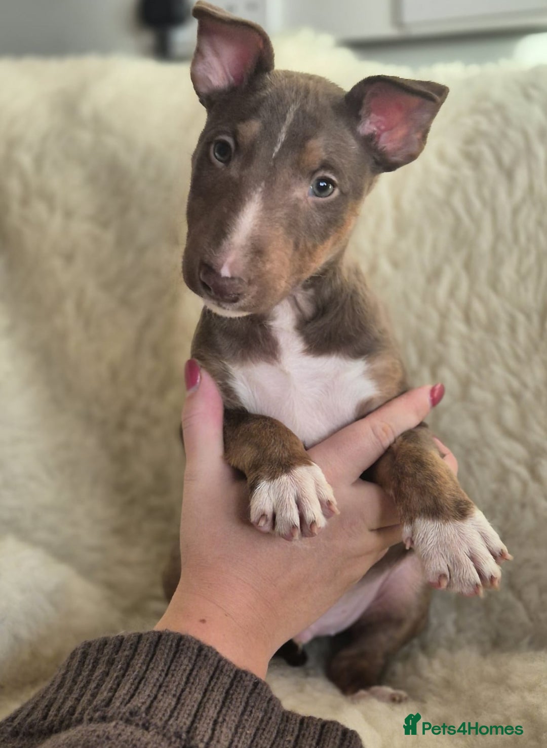 Miniature Bull terrier dogs for sale: 🐾 Exclusive Miniature Bull Terrier Puppies🐾  - Advert 37