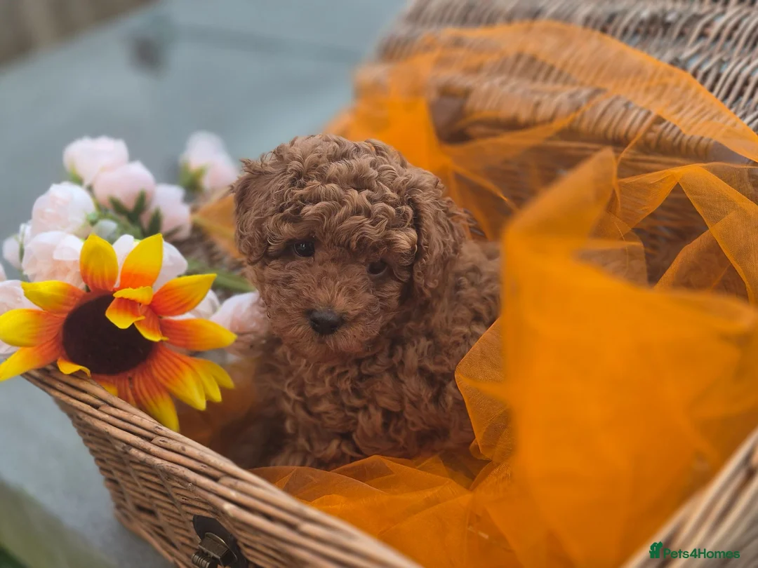 Toy Poodle dogs for sale: Toy Poodle  - Advert 2