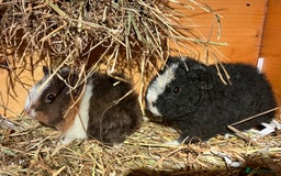 Guinea Pig rodents for sale: Trio of Teddy boys/boars/males - Image 9