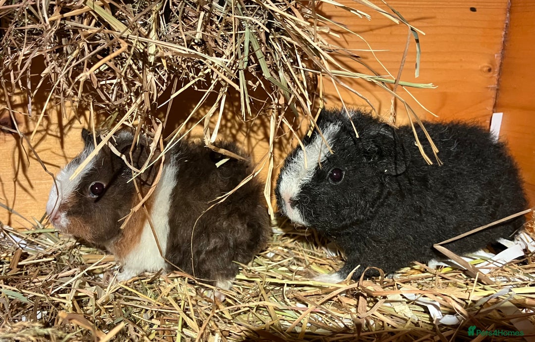 Guinea Pig rodents for sale: Trio of Teddy boys/boars/males - Image 9