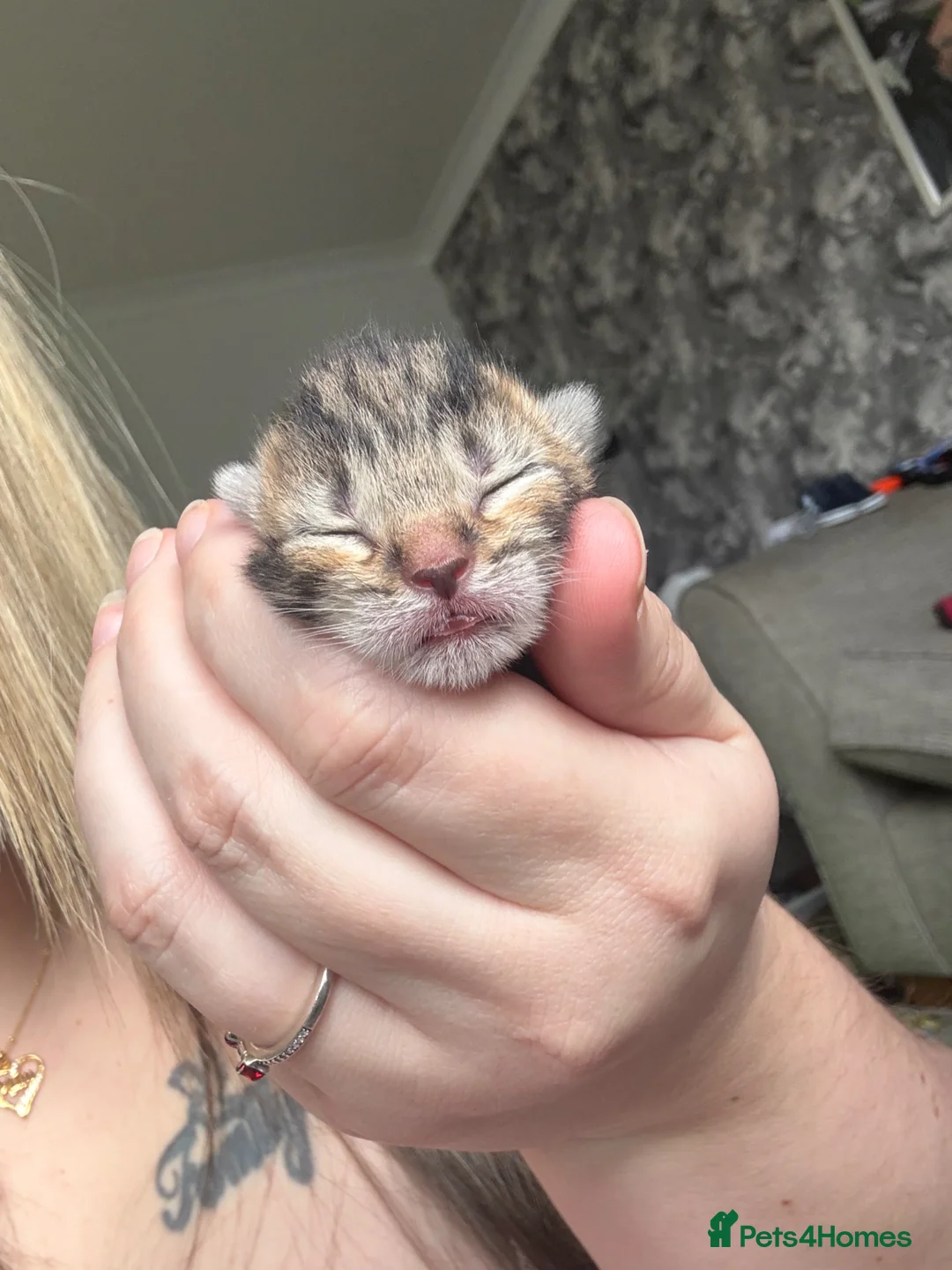 Mixed Breed cats for sale: 3 gorgeous kittens  - Advert 2