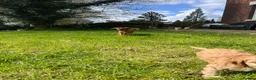 Cavapoo dogs for sale: Cavapoo Puppies for Sale! in Stoke-on-Trent - Advert 19
