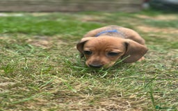 Dachshund dogs for sale: LAST Red Dapple Miniature Dachshund - Image 9