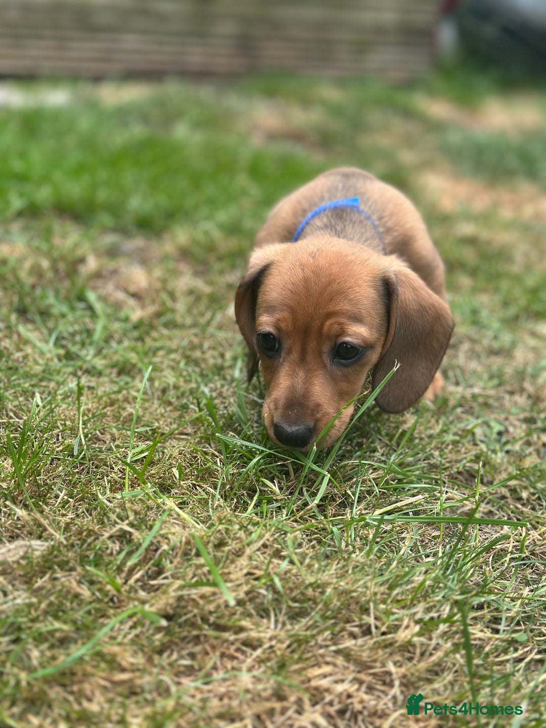 Dachshund dogs for sale: LAST Red Dapple Miniature Dachshund - Image 9