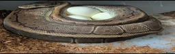 Python Snake reptiles for sale: Last few royals need moving on asap - Advert 9