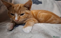 Domestic Shorthair cats for sale: 2 gorgeous ginger boys🌟 - Image 5