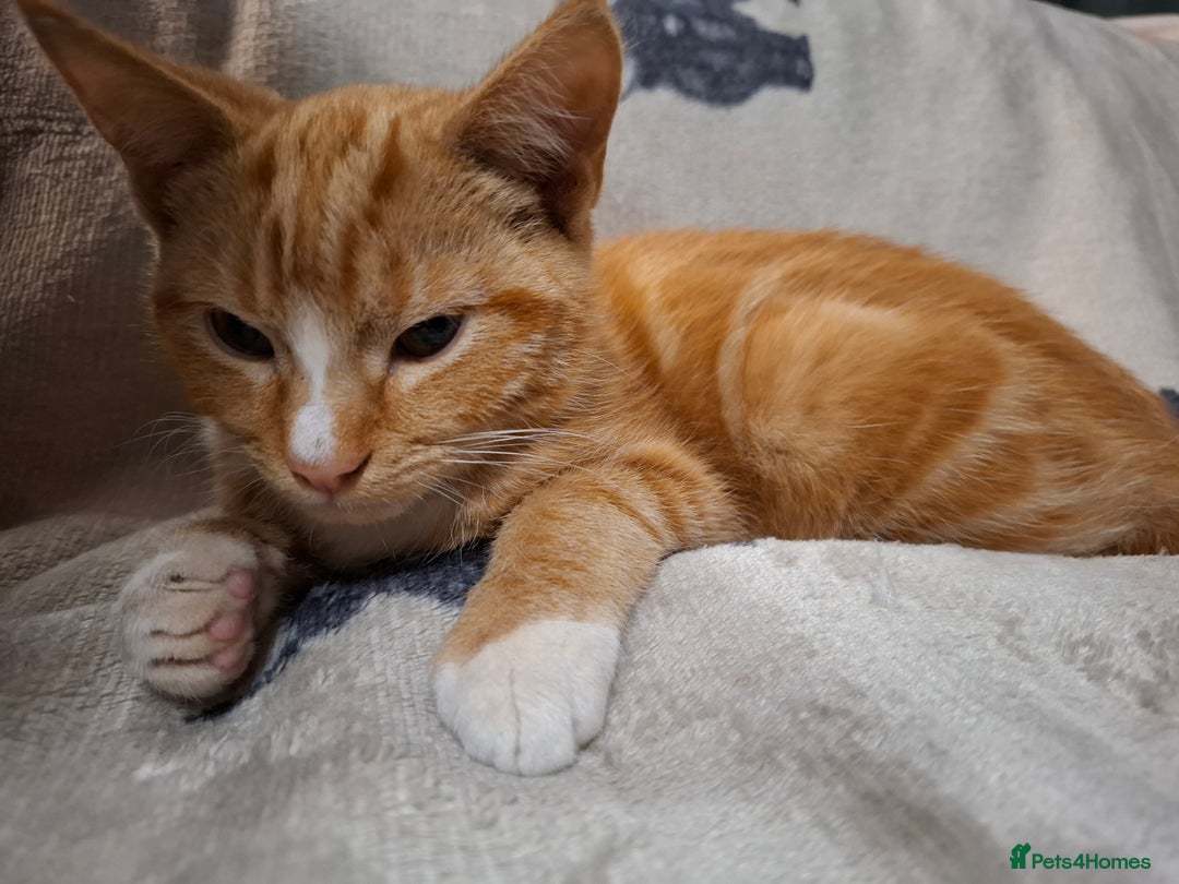 Domestic Shorthair cats for sale: 2 gorgeous ginger boys🌟 - Image 5