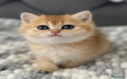 British Shorthair cats for sale: Ready to go Golden BSH Kittens Champ line  in March - Image 15