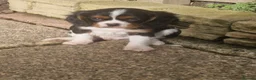 Cavalier King Charles Spaniel dogs for sale: Cavalier King Charles Spaniel! in Telford - Advert 4