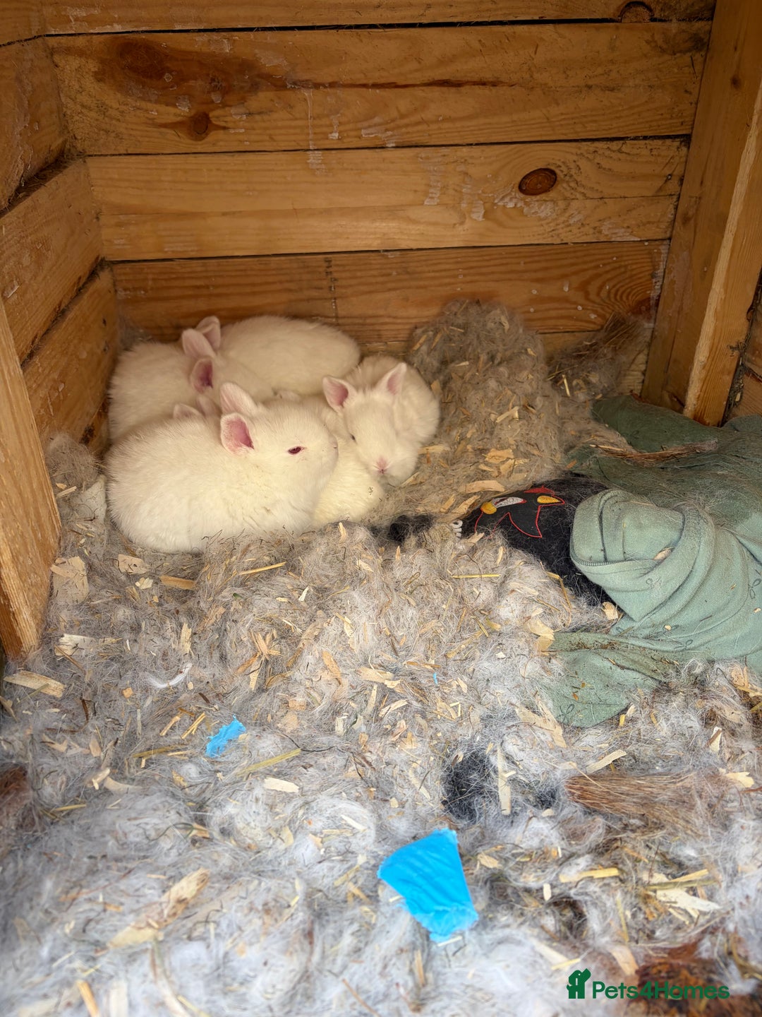 New Zealand rabbits for sale:   **"Rabbits for sale – New Zealand bread  - Advert 2