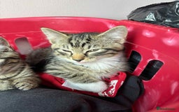 Mixed Breed cats for sale: 1 Male, 3x Female kittens - Image 6