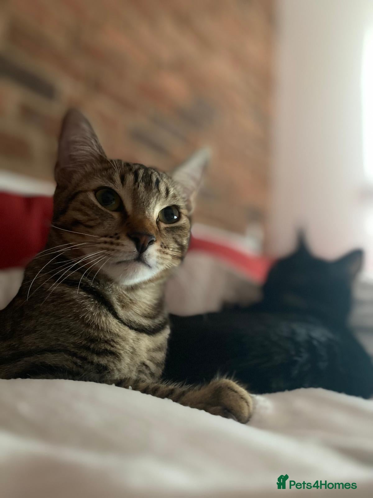 Mixed Breed cats Little Cairo looking for new home - Advert 1