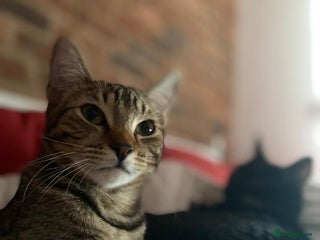 Mixed Breed cats Little Cairo looking for new home - Advert 1