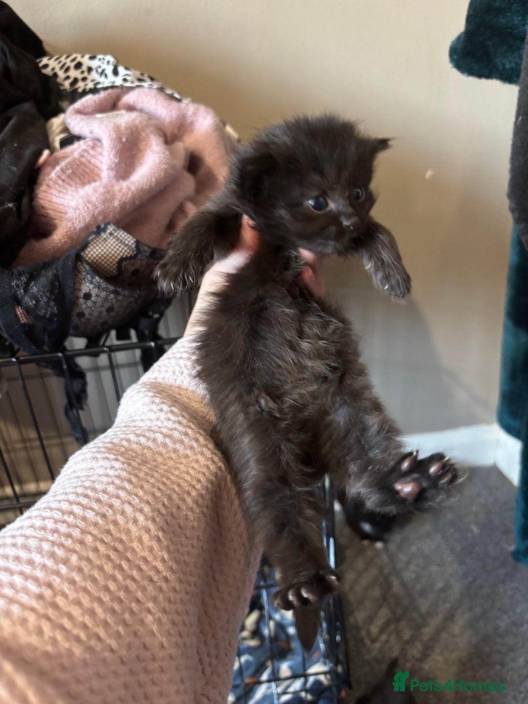 British Longhair cats for sale: Kittens For Sale  - Image 7
