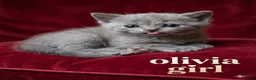 British Shorthair cats for sale: Champion Pedigree British Shorthair Kittens - Advert 6