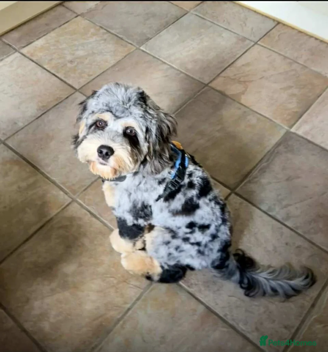 Cockapoo dogs for stud: unique and beautiful f3 american cockapoo stud - Advert 26