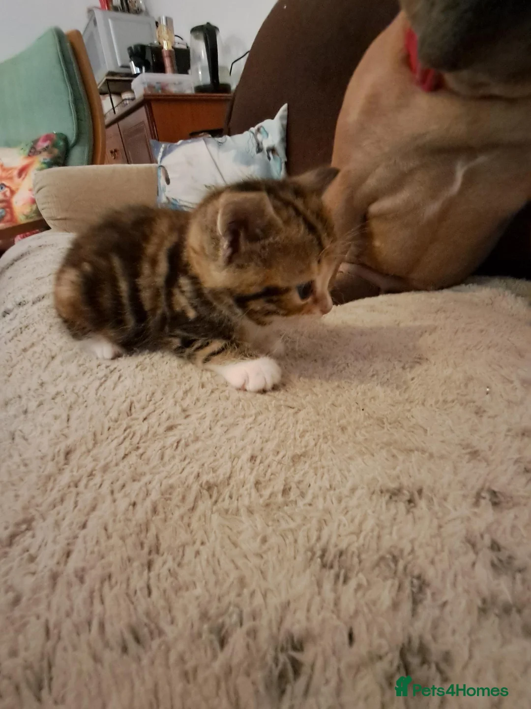 Mixed Breed cats for sale: Playful kittens for sale - Advert 13