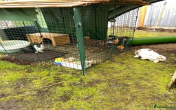 Mixed Breed rabbits for sale: 2 x bonded female rabbits  - Advert 9