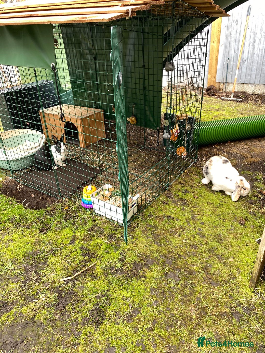 Mixed Breed rabbits for sale: 2 x bonded female rabbits  - Advert 9