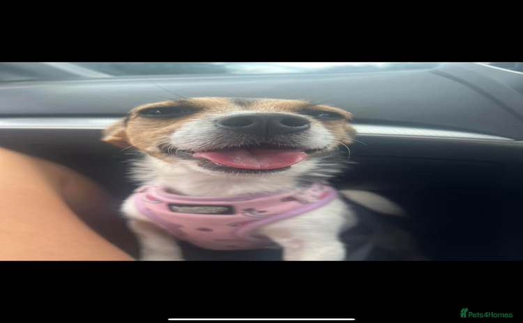 Jack Russell dogs - Advert 2