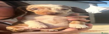 Miniature Dachshund 4