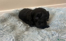 Cockapoo dogs for sale: 🖤BEAUTIFUL COCKAPOO FOR SALE🖤 - Advert 21